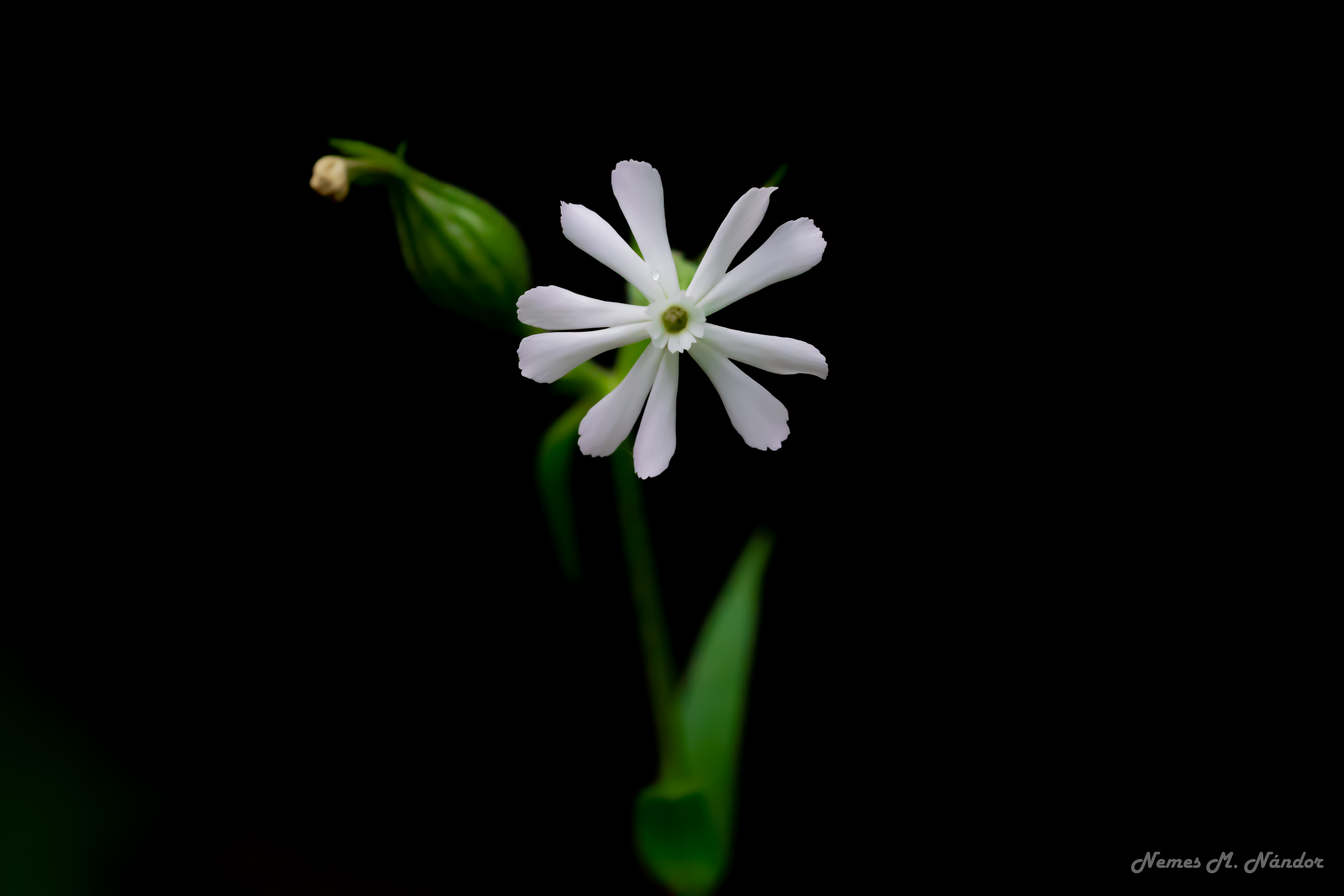 Stellaria